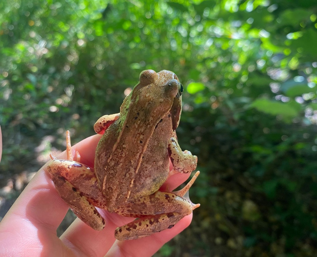 Frosch gute Quali 1200